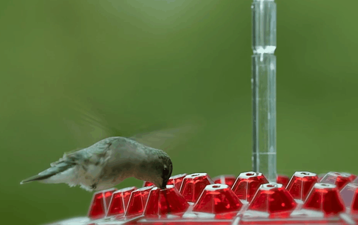 Feeder per Colibrì da Appendere all'Aperto con Vassoio per Nettare Antipolvere