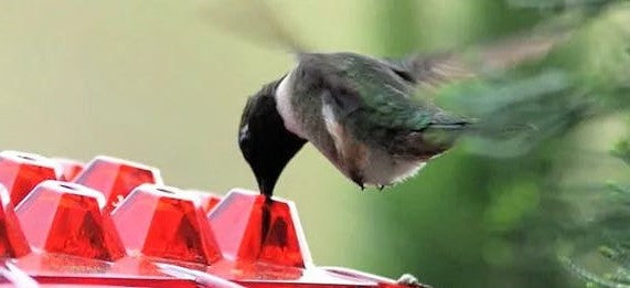Feeder per Colibrì da Appendere all'Aperto con Vassoio per Nettare Antipolvere