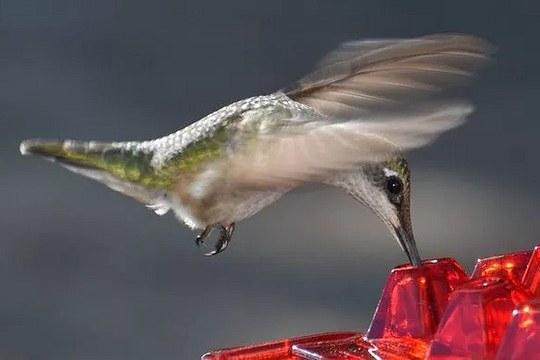 Feeder per Colibrì da Appendere all'Aperto con Vassoio per Nettare Antipolvere
