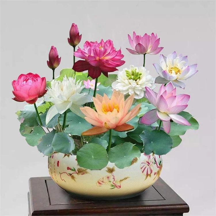 LotusWaters – Semi di Giardino Acquatico Bonsai per Stagno e Balcone | Brehn