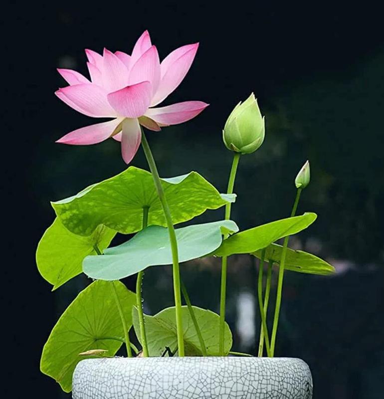 LotusWaters – Semi di Giardino Acquatico Bonsai per Stagno e Balcone | Brehn