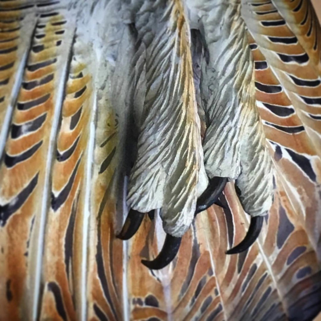 Sguardo magnifico dell'allocco in edizione artistica