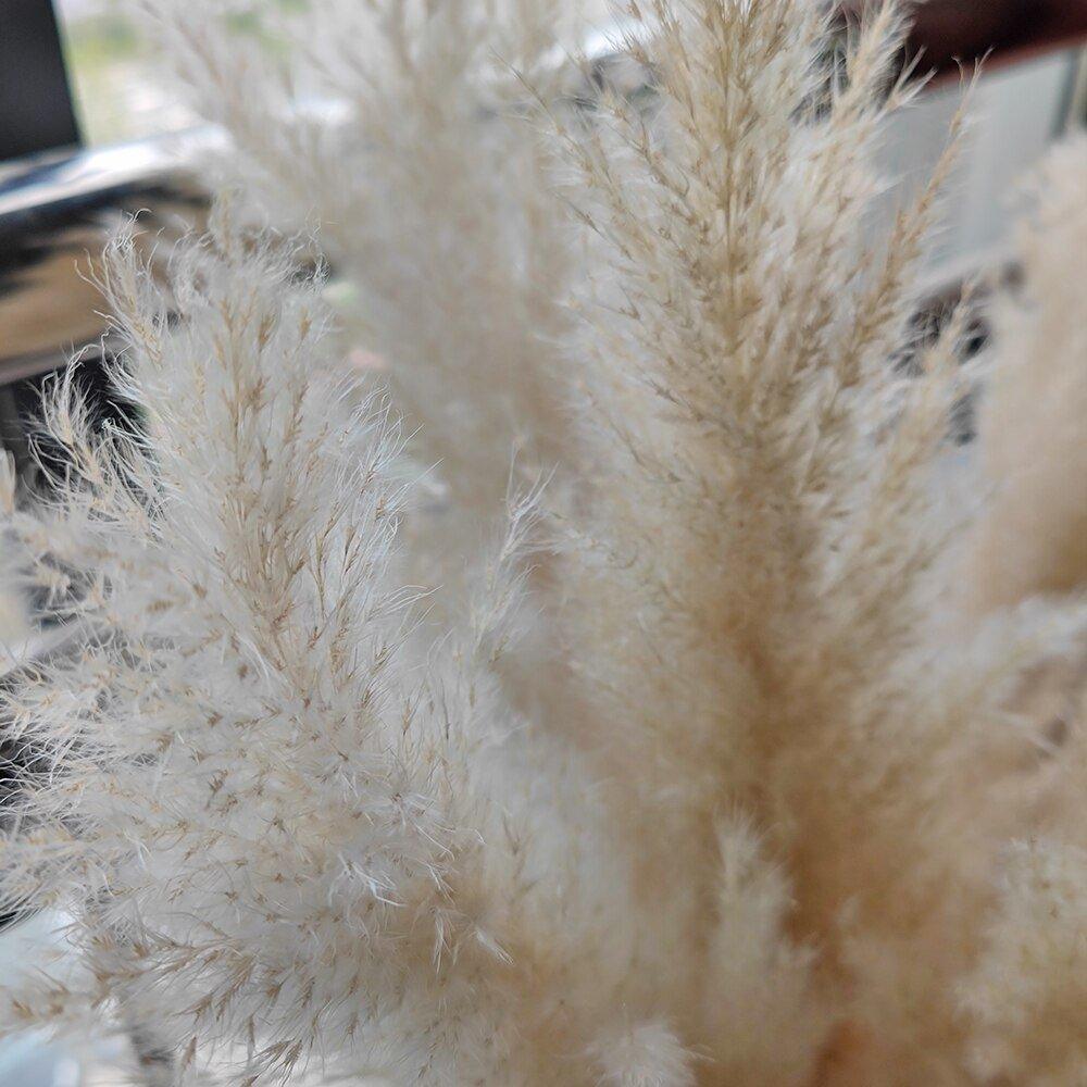 Bouquet di erba di pampas essiccata naturale, reale di 80 cm (bianco / beige / grigio) │ piuma soffice per decorazioni moderne in stile boho