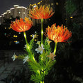 Luce LED da esterno a fiori | Solar Crisantemo giardino | Resistente alle intemperie | Petallight