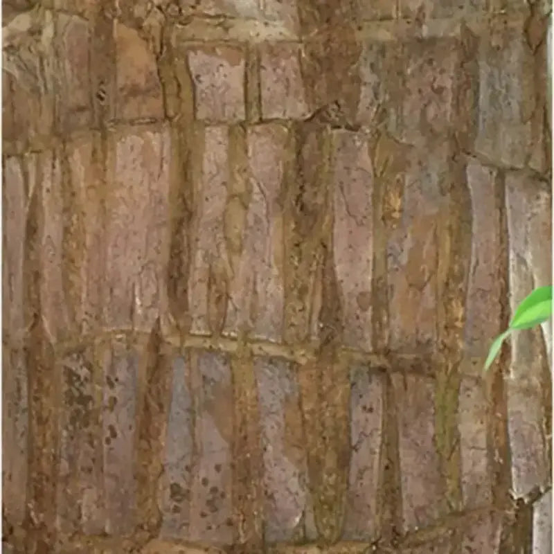 Legno Fortunato Brasiliano – Pianta Purificante d'Aria e Portatrice di Fortuna