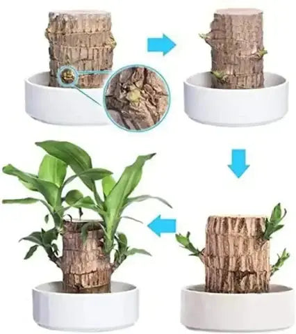Legno Fortunato Brasiliano – Pianta Purificante d'Aria e Portatrice di Fortuna