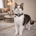 CATSAFE TRACK – Collare GPS per sicurezza e visibilità per gatti