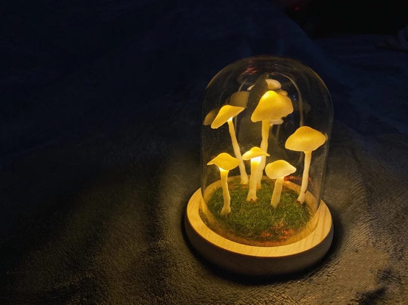 Coltivazione domestica con un tocco di magia