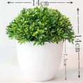 Piccole Piante Bonsai in Vaso