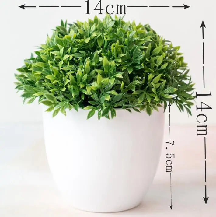 Piccole Piante Bonsai in Vaso