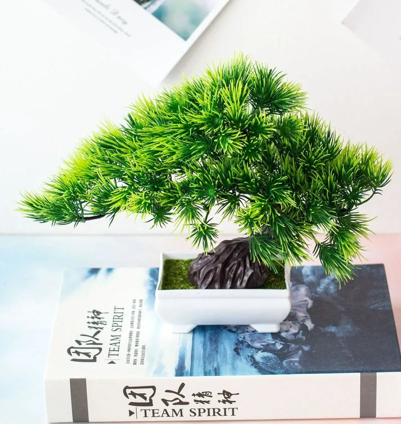 Piccola Tre Pot Pot Bonsai