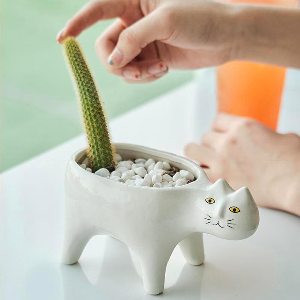 Kat Pot