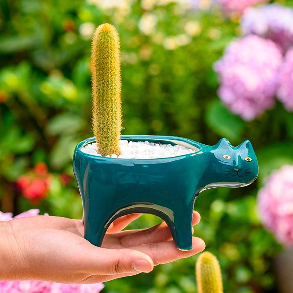 Kat Pot