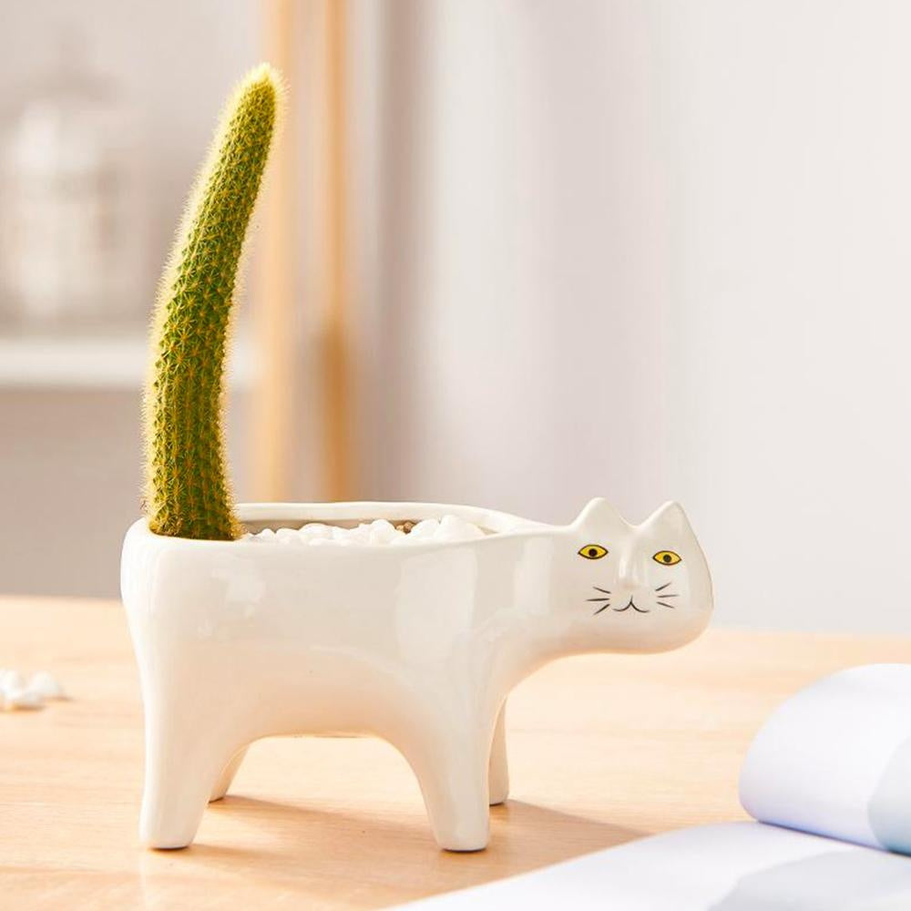 Kat Pot