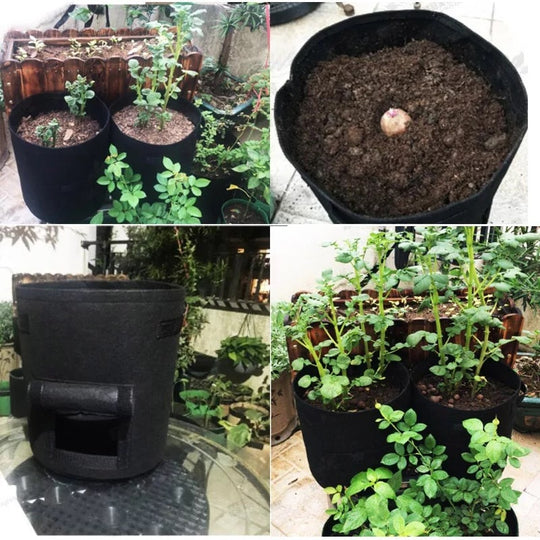 Sacco da pianta | Tessuto non tessuto traspirante | Finestra di raccolta con velcro | HarvestBag