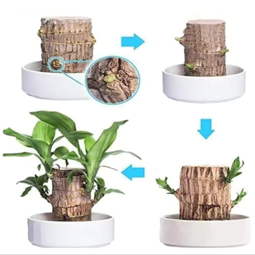 Pianta di legno brasiliana felice