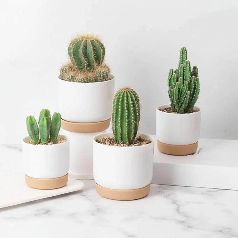 BOTANICAIR – Vaso Fiorito Intelligente Autoinnaffiante per Piante da Interno e Ufficio
