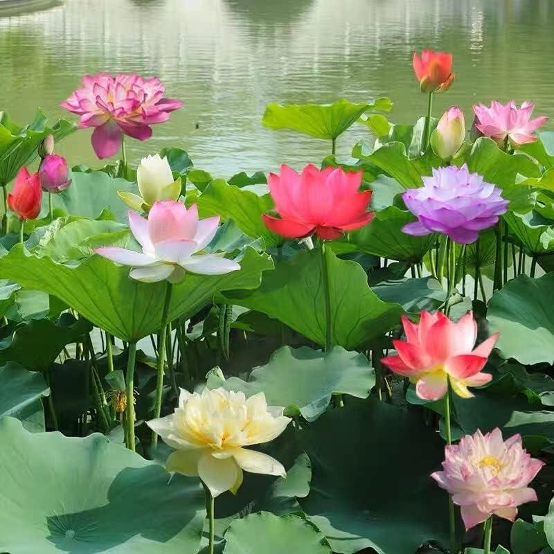 LotusWaters – Semi di Giardino Acquatico Bonsai per Stagno e Balcone | Brehn
