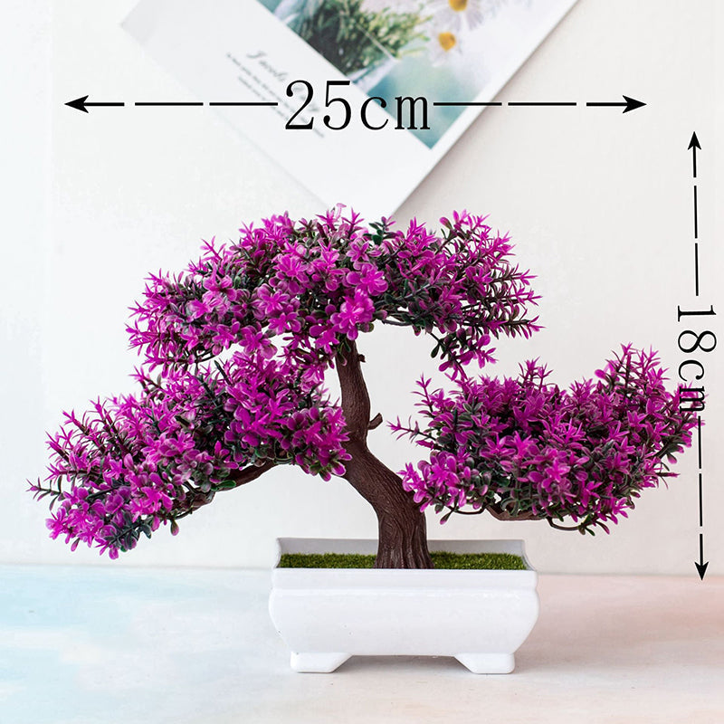 Piante Bonsai
