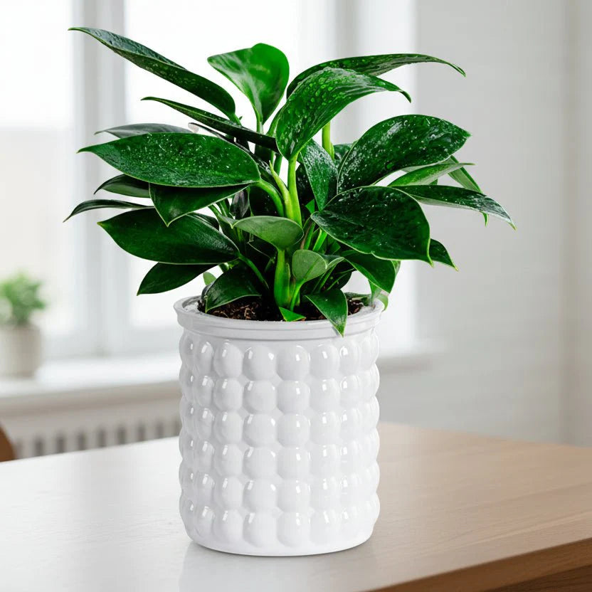 ECOBLOOM – Vaso per Fiori Idroponico Autoirrigante Eco-Friendly per Decorazione Moderna della Casa