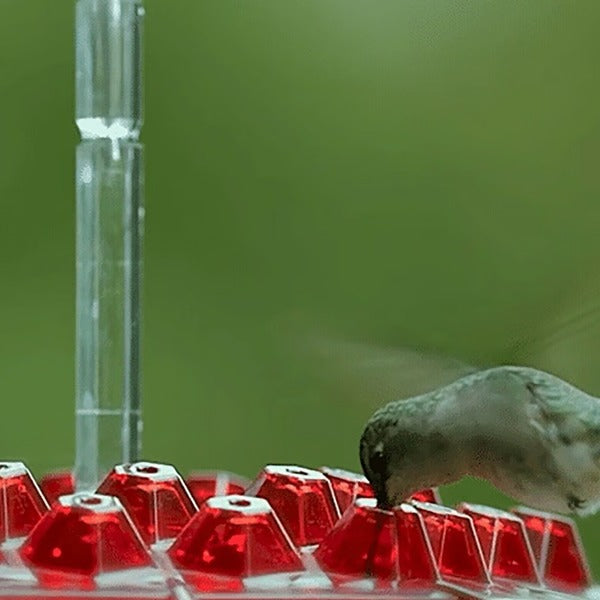 Mangiatore per Colibrì con Moat Anticrittogamico
