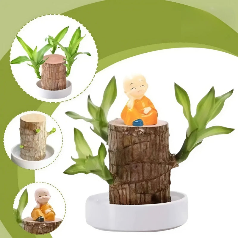 Pianta di legno brasiliana felice