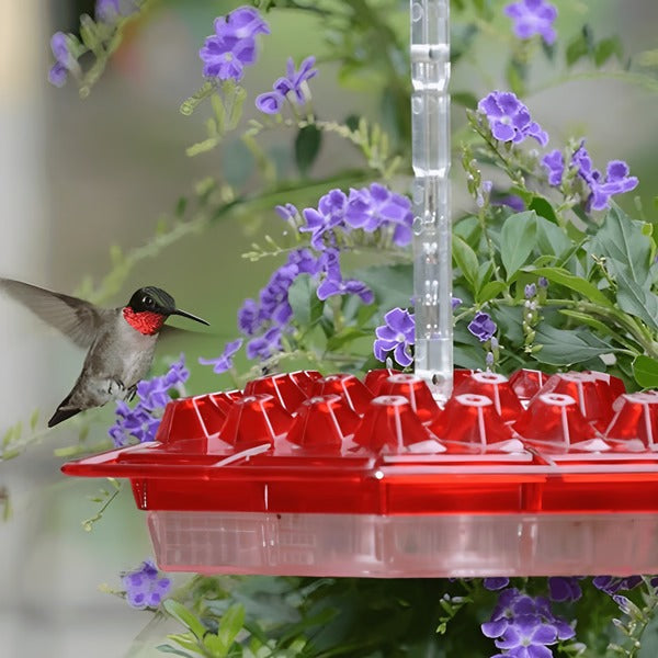 Mangiatore per Colibrì con Moat Anticrittogamico