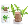 Pianta di legno brasiliana felice