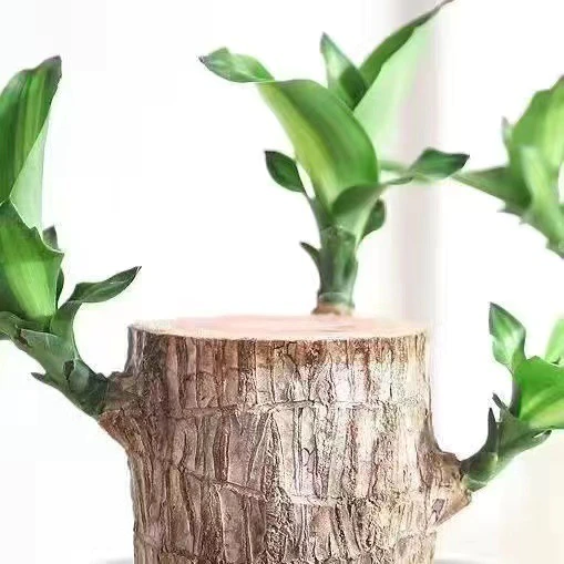 Pianta di Legno Fortunato Brasiliano – Decorazione per Interni che Purifica l'Aria e Porta Buona Fortuna