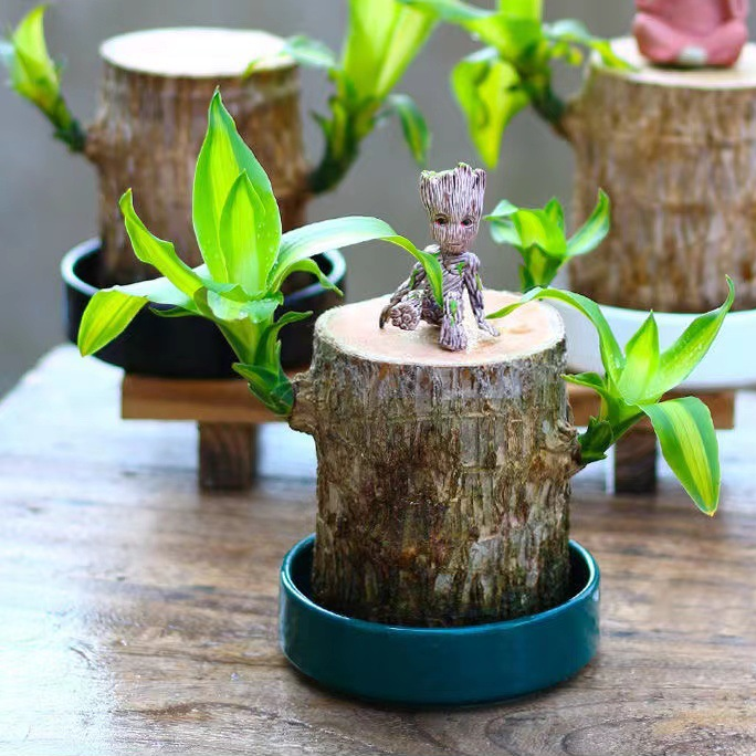 Pianta di Legno Fortunato Brasiliano – Decorazione per Interni che Purifica l'Aria e Porta Buona Fortuna