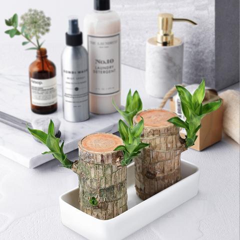 Pianta di Legno Fortunato Brasiliano – Decorazione per Interni che Purifica l'Aria e Porta Buona Fortuna