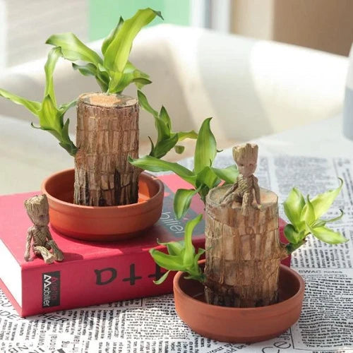 Pianta di Legno Fortunato Brasiliano – Decorazione per Interni che Purifica l'Aria e Porta Buona Fortuna