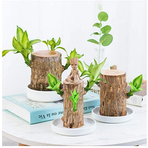 Pianta di Legno Fortunato Brasiliano – Decorazione per Interni che Purifica l'Aria e Porta Buona Fortuna