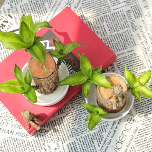 Pianta di Legno Fortunato Brasiliano – Decorazione per Interni che Purifica l'Aria e Porta Buona Fortuna