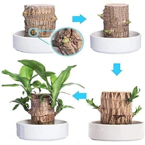 Pianta di Legno Fortunato Brasiliano – Decorazione per Interni che Purifica l'Aria e Porta Buona Fortuna