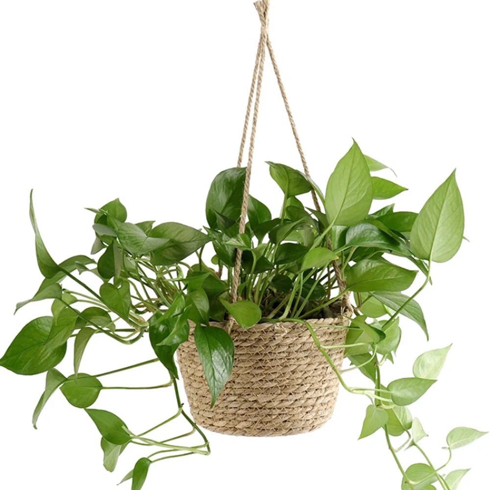 ORCHIDORA – Vaso appeso in macramè intrecciato a mano in corda rustica per esposizione di orchidee