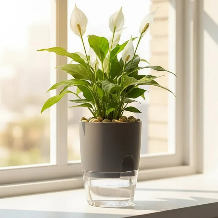 ROOTFLOAT – Vaso Idroponico Appeso Autoirrigante per Piante da Interno