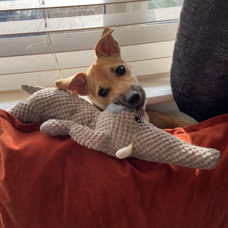 TOUGHPUP – Giocattolo Indistruttibile per Cani per Divertimento Infinito